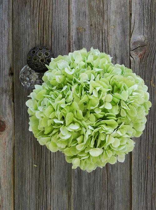 KIWI LIGHT GREEN HYDRANGEAS